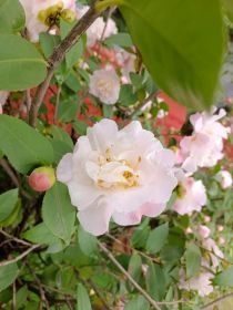 历史——七年级下册