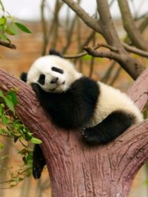 重生大唐之暴君的宠儿——d888