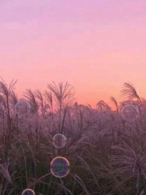 谁的遇见，恰逢花开