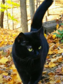 猫武士：犬风的复仇