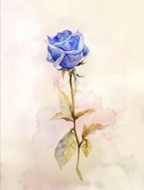 无刺玫瑰