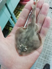 海上远洋真实钓鱼