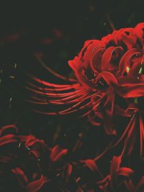 花叶同开泪淌衣