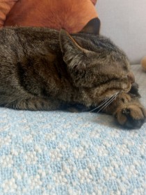 家猫的故事