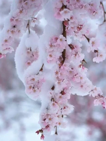 未开花之未落雪