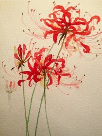 曼珠沙华—悲伤的回忆